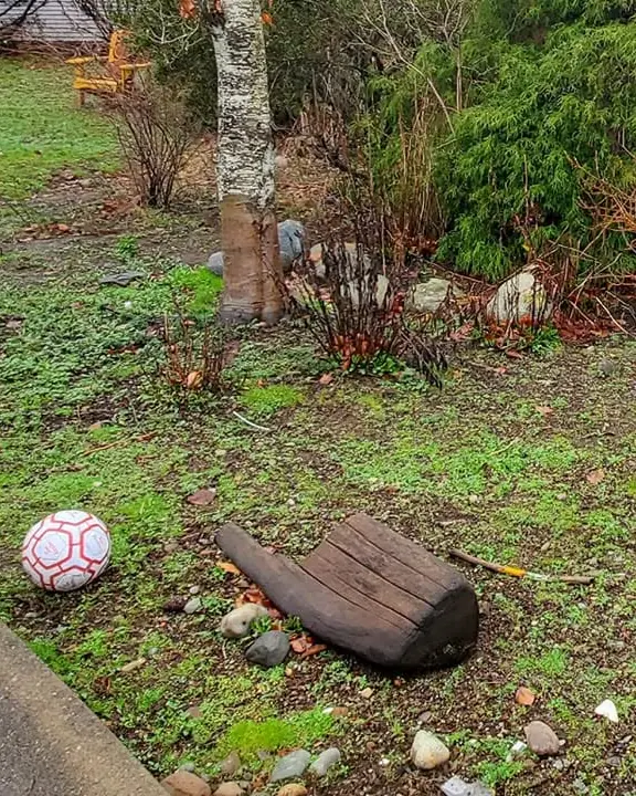 Before: a weedy front yard with bare patches, an old log and overgrown shrubs