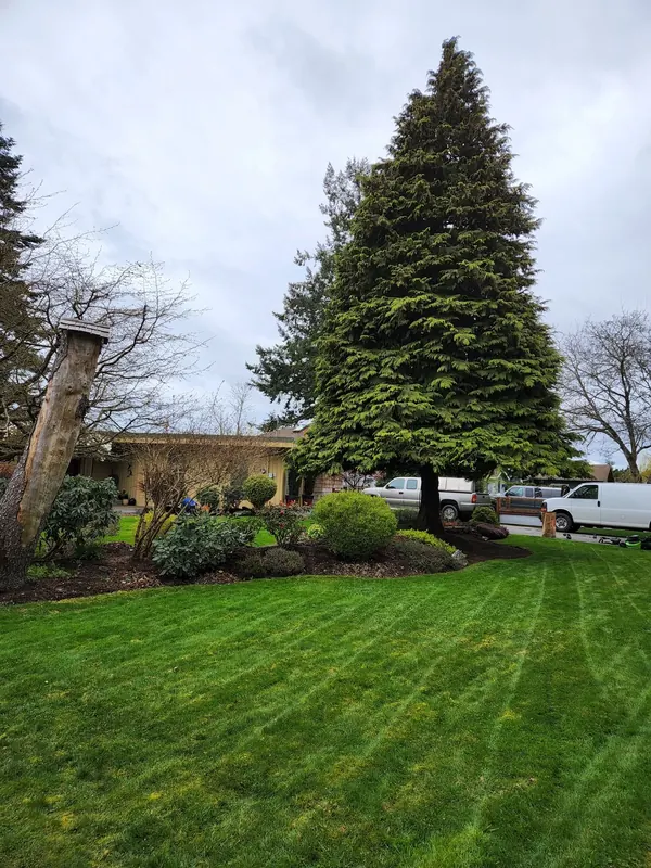 A large striped lawn with a tall spruce tree and tidy shrub beds