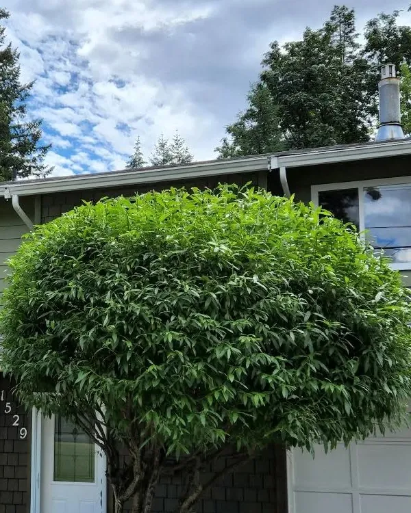 After: the same shrub pruned into a neat, rounded shape